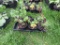 6 Pots of Black Raspberries