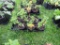 6 Pots of Black Raspberries