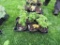 6 Pots of Black Raspberries