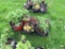 6 Pots of Black Raspberries