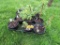 6 Pots of Black Raspberries
