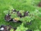 6 Pots of Black Raspberries