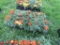 Flat of Marigold