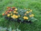 Flat of Marigold