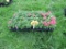Flat of Verbena
