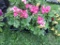 5 Pots of Geranium