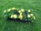 7 Pots of Dahlia