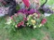 2 Mixed Flower Hanging Baskets