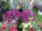 2 Petunia Hanging Baskets
