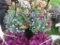 2 Mixed Flower Hanging Baskets