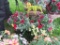 2 Mixed Flower Hanging Baskets