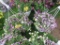 2 Calibrachoa Hanging Baskets