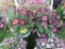 2 Petunia Hanging Baskets