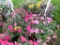 2 Petunia Hanging Baskets