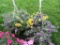 2 Mixed Flower Hanging Baskets
