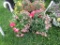 2 Mixed Flower Hanging Baskets