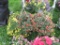 2 Calibrachoa Hanging Baskets
