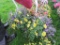 2 Mixed Flower Hanging Baskets