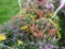 2 Calibrachoa Hanging Baskets