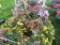 2 Calibrachoa Hanging Baskets