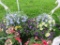 2 Mixed Flower Hanging Baskets