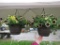2 Petunia Hanging Baskets