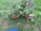 2 Pots of Mixed Herbs