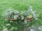 2 Pots of Mixed Herbs