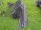 Chain Link Fence w/Poles & Gates