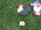 Rooster