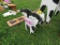 Small Cow
