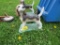 Concrete Dog