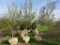 Burgundy Maple Tree