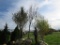 Green Vase Zelkova
