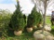 4 Blue Point Shrub
