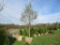 Red Maple Tree