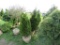 5 Holstrum Shrubs