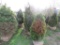 5 Holstrum Shrubs