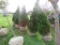 5 Holstrum Shrub