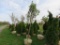Snow Cap White Lilac