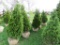 5 Holstrum Shrub