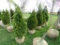 5 Holstrum Shrub