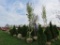 Sugar Maple Tree