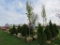 Sugar Maple Tree