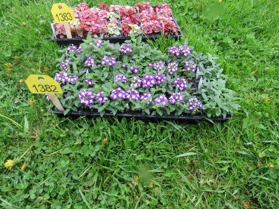 Flat of Verbena