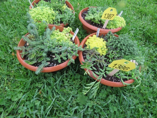 2 Pots of Succulents