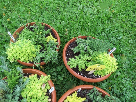 2 Pots of Succulents