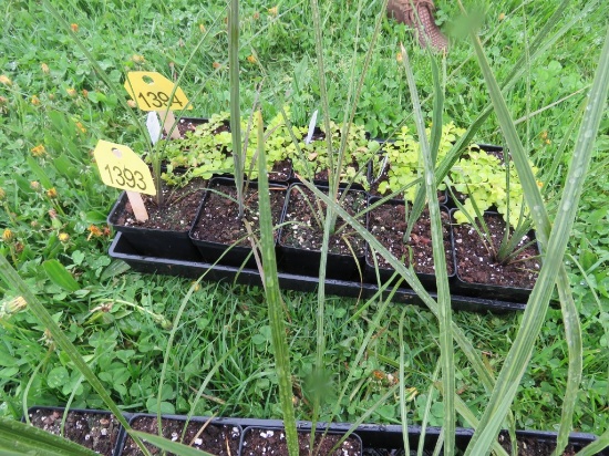5 Pots of Spikes