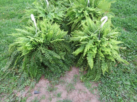 2 Hanging Baskets of Ferns