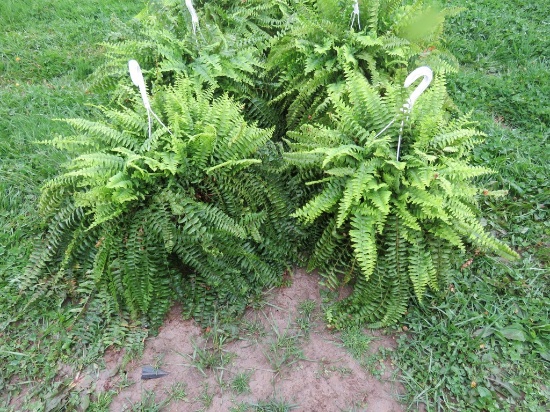 2 Hanging Baskets of Ferns